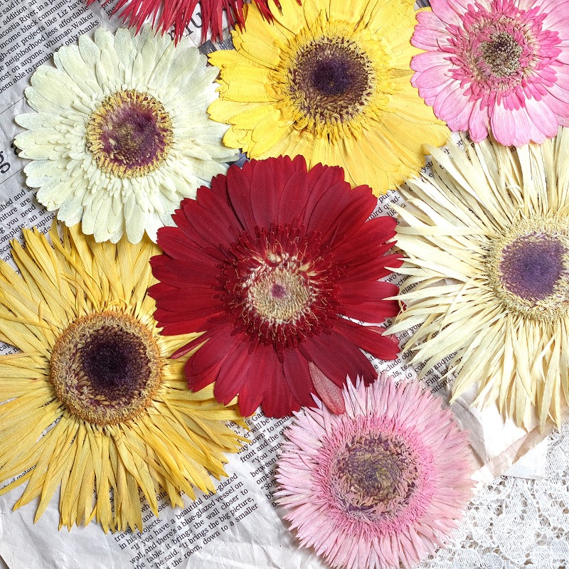 Resin Craft Ideas - 1개/7-9cm, 압화된 거베라 건조 꽃, 선샤인